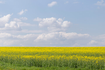 Fototapeta premium A blooming rapeseed field against a background of blue sky and white clouds. Typical rural agricultural landscape, farming, agricultural theme, agricultural illustration.