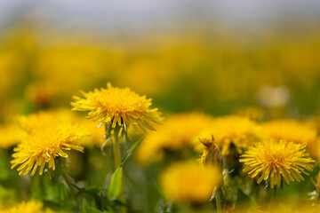 Dandelions field background on spring sunny day. Blooming dandelion. Meadow with dandelions...