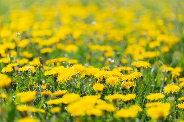 Dandelions field background on spring sunny day. Blooming dandelion. Meadow with dandelions (Taraxacum officinale) in May. - obrazy, fototapety, plakaty