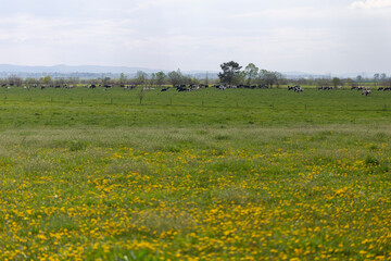 A herd of cows graze in a pasture with a mass of common dandelion in the foreground. Pasture, cows,...
