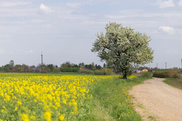 A blooming rapeseed field against a background of blue sky and white clouds. Typical rural agricultural landscape, farming, agricultural theme, agricultural illustration.