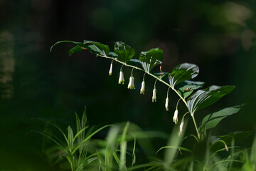 Polygonatum multiflorum (Solomon's seal, David's harp, ladder-to-heaven, Eurasian Solomon's seal) is a species of flowering plant in the family Asparagaceae.