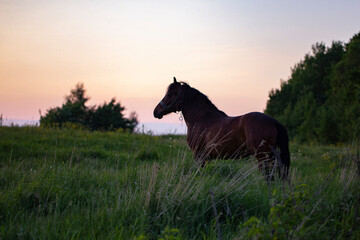 A red horse on a pasture on a summer evening. A horse on a pasture. Pets and pets theme. portrait of a chestnut horse in a summer field