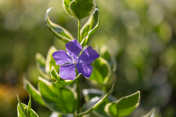 Vinca major Variegata - bigleaf periwinkle with beautiful deep blue flowers and white marked leaves. Decorative plant in the flower garden Vinca major of the variegation leaf.