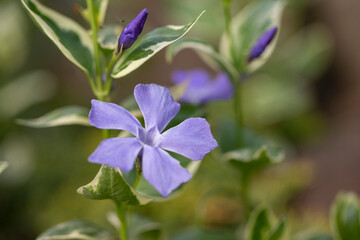 Vinca major Variegata - bigleaf periwinkle with beautiful deep blue flowers and white marked leaves. Decorative plant in the flower garden Vinca major of the variegation leaf.