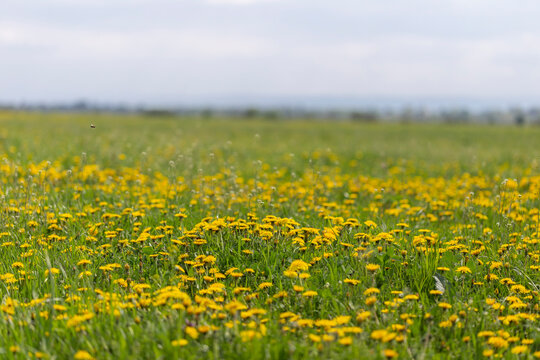 Fototapeta Dandelions field background on spring sunny day. Blooming dandelion. Meadow with dandelions (Taraxacum officinale) in May.