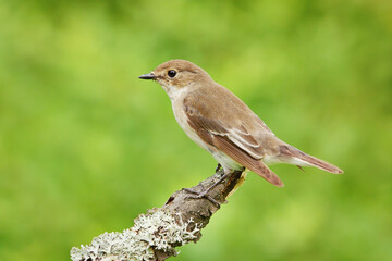 European pied flycatcher (Ficedula hypoleuca) female sitting on a branch.