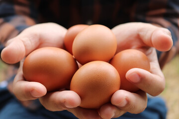 Close up of skillful farmer holding chicken eggs.