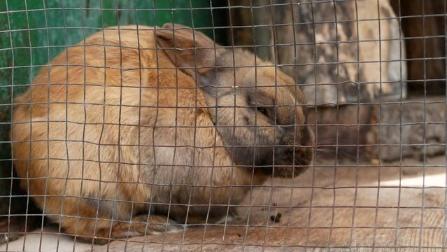 Big brown rabbit eats food in a cage.