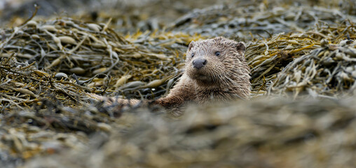 wild otter on the shoreline, Isle of Mull, Scotland