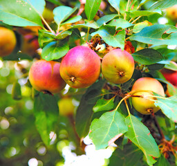 Copy space with apples growing in a sunny orchard outdoors. Closeup of a fresh bunch of raw fruit being cultivated and harvested from trees in a garden. Organic produce ready to be picked from plants