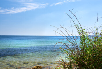 Copy space at sea with green plants and a blue sky background. Calm ocean waves along the beach coast with a sailboat cruising in the horizon. Scenic landscape for a relaxing and zen summer vacation