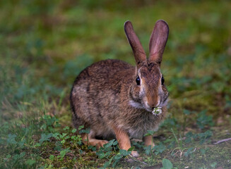 rabbit eating grass