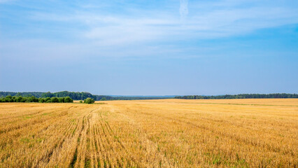 Agricultural field. Panorama of an endless harvested field to the horizon. August