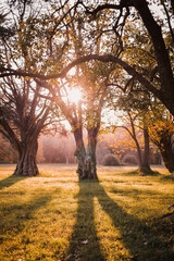 Atardecer en el bosque.