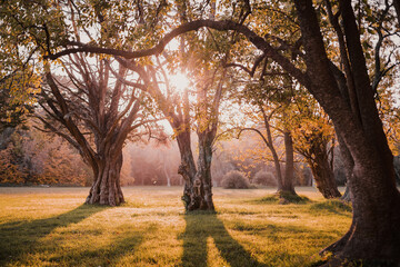 Atardecer en el bosque.