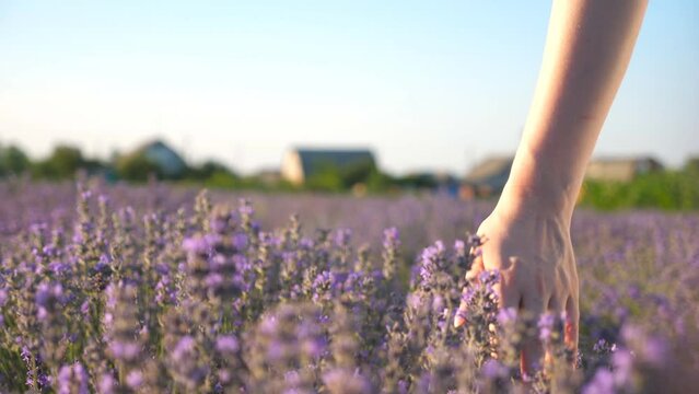 Close up of female hand touching purple flowers. Woman walking through lavender field and enjoying blooming plants. Girl strolling along floral meadow. Blurred background. Summer concept. Slow motion
