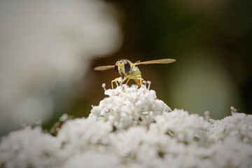 Beautiful colorful fly