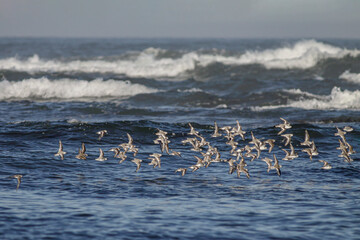 Flock of sanderlings in flight