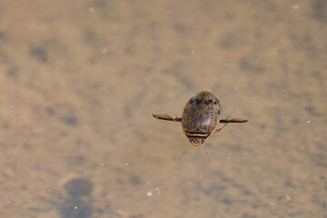 Gemeiner Furchenschwimmer