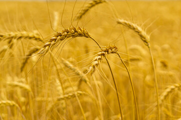 Yellow gold ear of wheat in the field