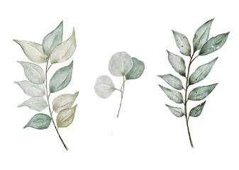 Watercolor floral set of eucalyptus branches.herbal elements.Isolated on a white background.
