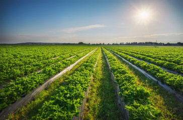 Strawberries plantation on a sunny day. Landscape with green strawberry field with blue sky and sun.