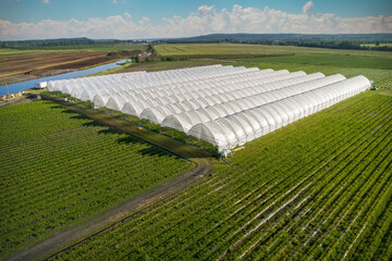 An aerial view shows greenhouses for growing strawberries from above. Country farming