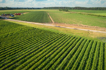 An aerial view shows growing strawberries and potatoes from above. Country farming.