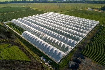 Fototapeta premium An aerial view shows greenhouses for growing strawberries from above. Country farming.
