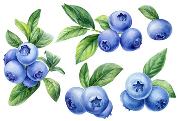 Set of blueberries on isolated white background, watercolor berries, botanical illustration - obrazy, fototapety, plakaty