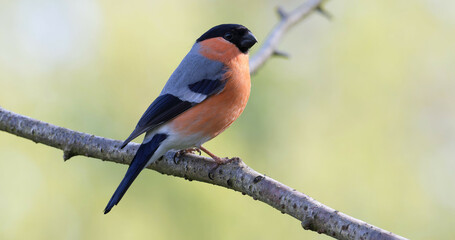 Bullfinch in late afternoon light, RSPB Leighton Moss, UK