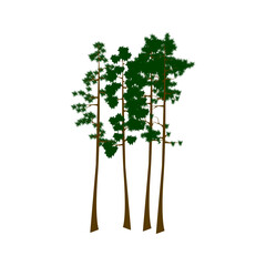 Sequoia trees illustration. giant sequoia; also known as giant redwood, Sierra redwood, Sierran redwood, Wellingtonia or simply big tree. Various shapes. Vector.