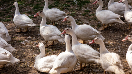 viele Gänse fokussiert auf einer Farm