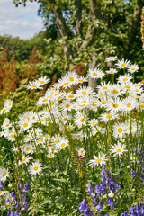 A view of a bloomed long common daisy flower and white, purple petals with steam and yellow center in bloom and springtime on a bright sunny day. A group of white flowers shined in the sunlight.