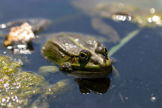 green frog basking in the sun in the water