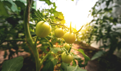 Tomato plants in greenhouse Green tomatoes plantation. Organic farming, young tomato plants growth in greenhouse.