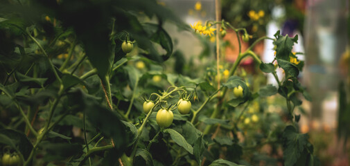 Tomato plants in greenhouse Green tomatoes plantation. Organic farming, young tomato plants growth...