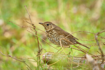 Song thrush (Turdus philomelos) in the forest.