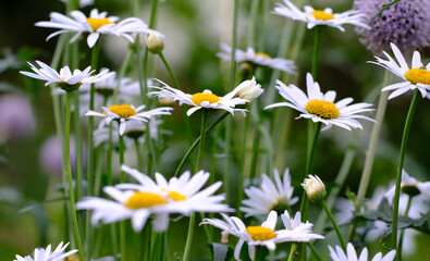 A view of a group of long common daisy flowers with aster. flowers and white, purple petals with...