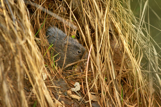 European water vole or northern water vole (Arvicola amphibius) peeking  behind the dry grass.