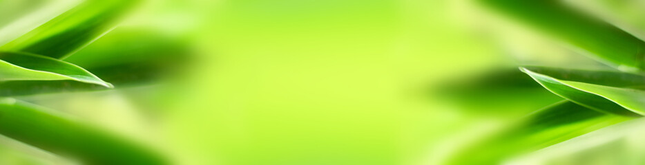 blurry leaves nature of summer green leaves natural green leaf plant used as wallpaper background