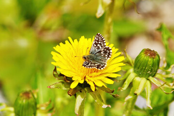 Grizzled skipper (Pyrgus malvae) on a dandelion.