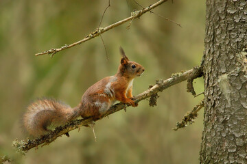 Red squirrel (Sciurus vulgaris) in the forest on a tree branch.