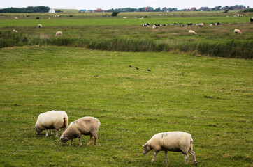 Obraz premium The Peninsula Nordstrand in Germany - Europe