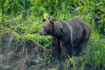 Obraz na płótnie Canvas Brown Bear (Ursus arctos). Bieszczady, Carpathians, Poland.