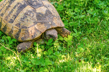 Turtle in the grass. Terrestrial spotted brown turtle among green plants in the garden.