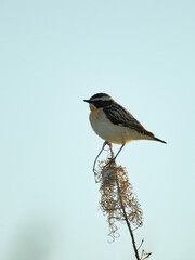 Whinchat (Saxicola rubetra) male perched and backlit.