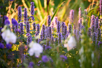Fototapeta premium Blooming Hyssop plants in a garden. Lupine field with white flowers and mixed plants on a sunny day. Selective focus on lavender lupine plant. Summer flowering lupins and other flowers in a meadow.