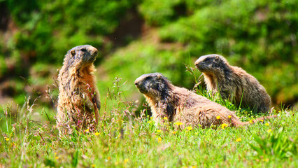 Bludenz, Österreich: Eine Gruppe Murmeltiere